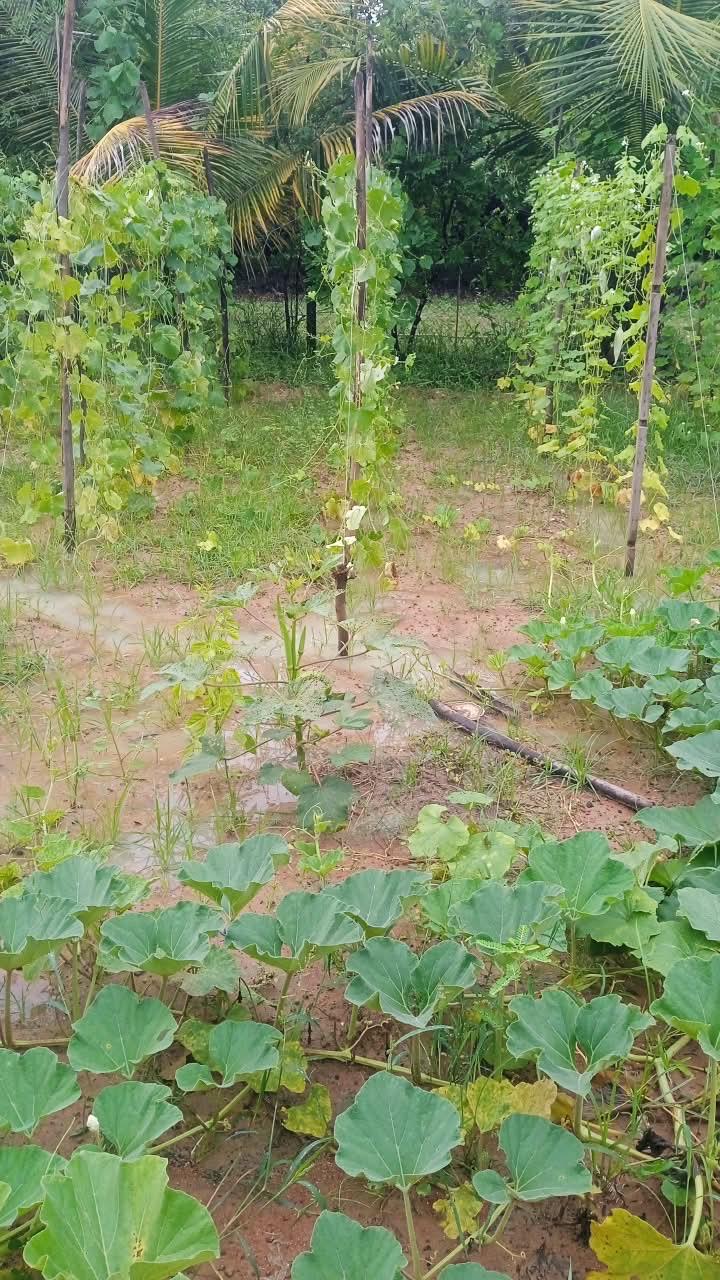 VidyAntara Retreat Gallery 17